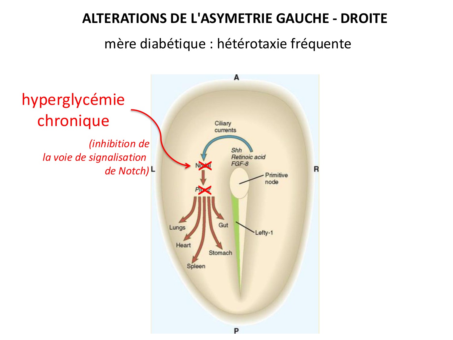 Développement — semaine 4 et 2e mois page 49