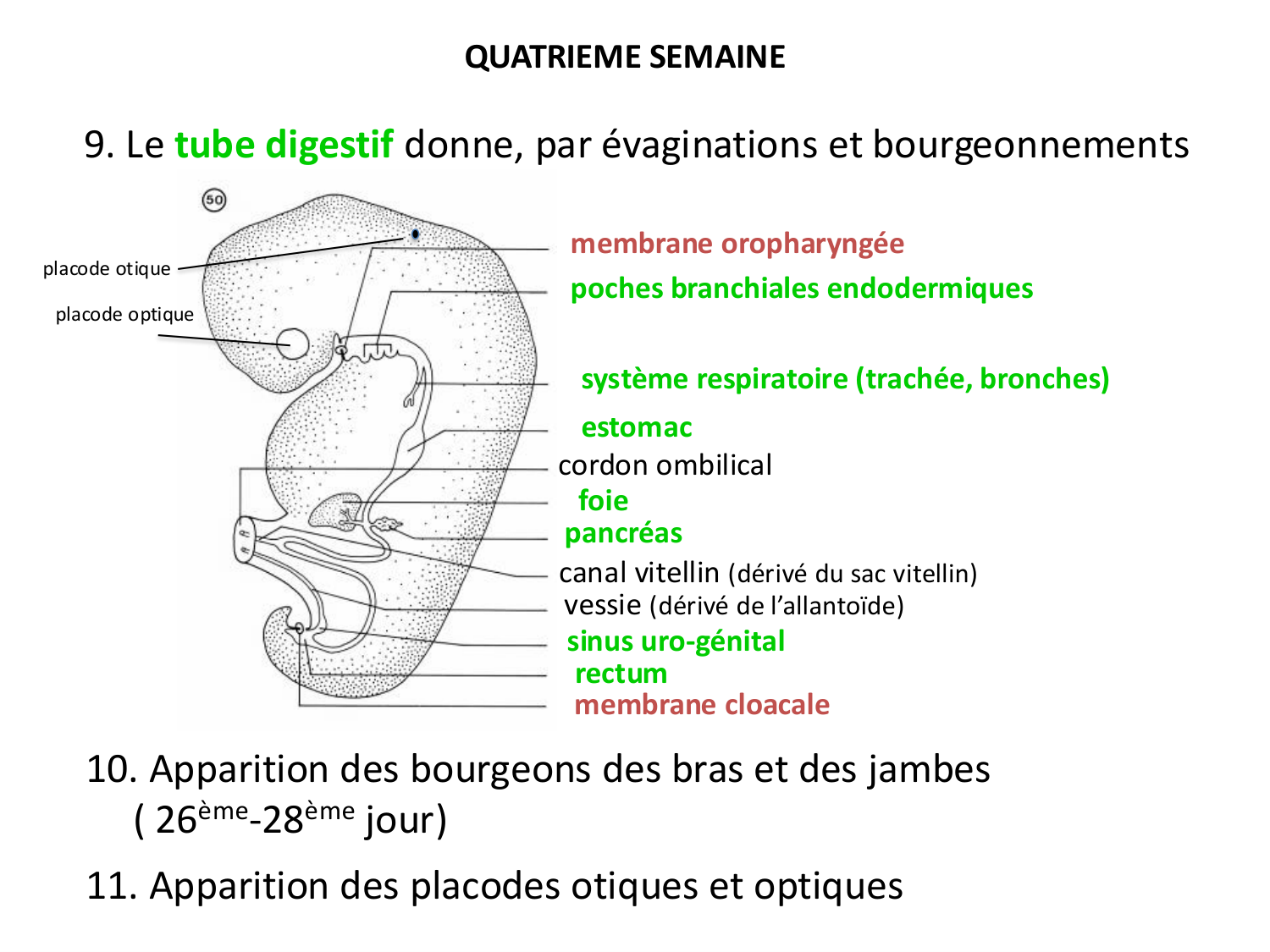 Développement — semaine 4 et 2e mois page 50