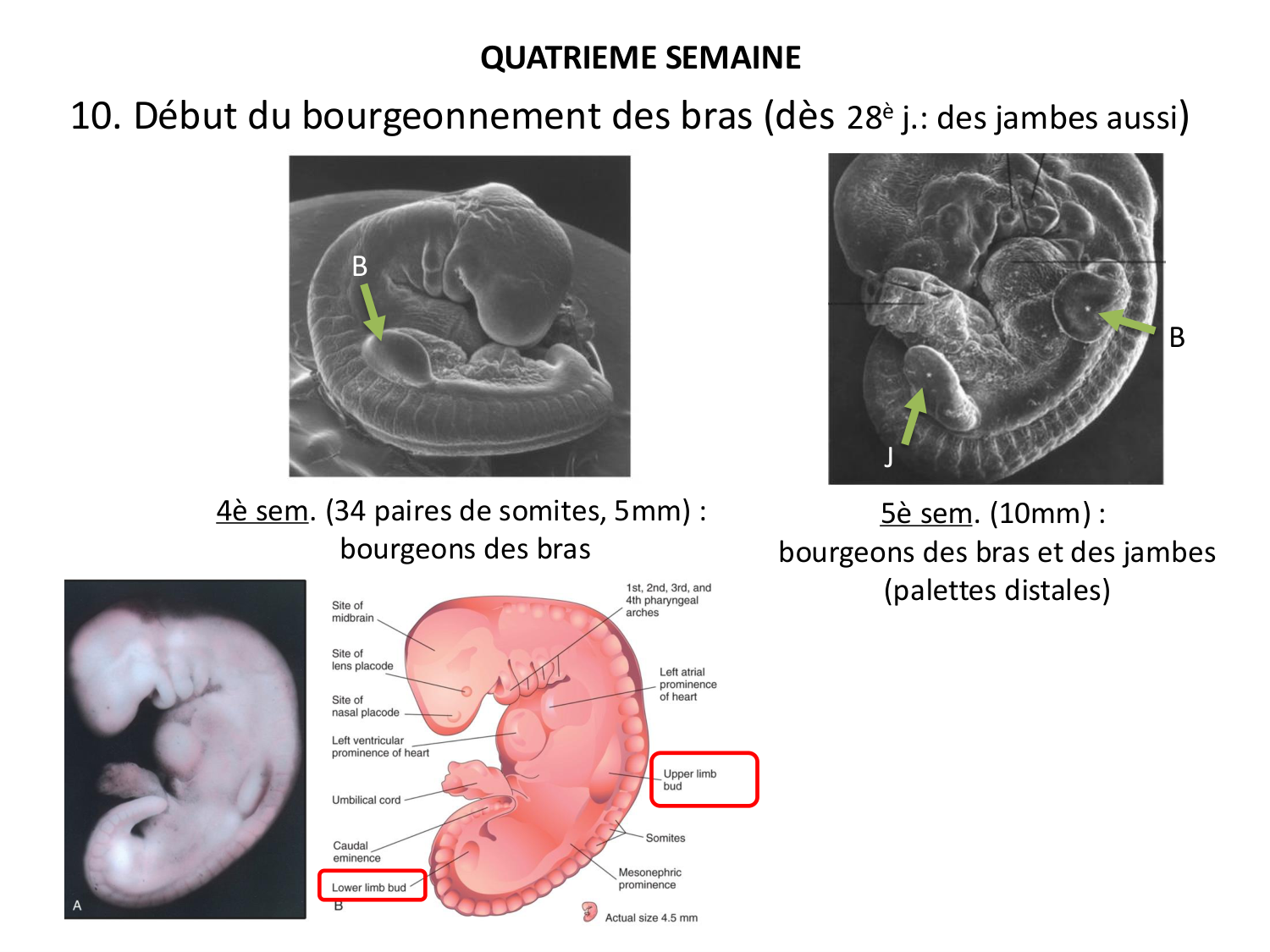 Développement — semaine 4 et 2e mois page 51