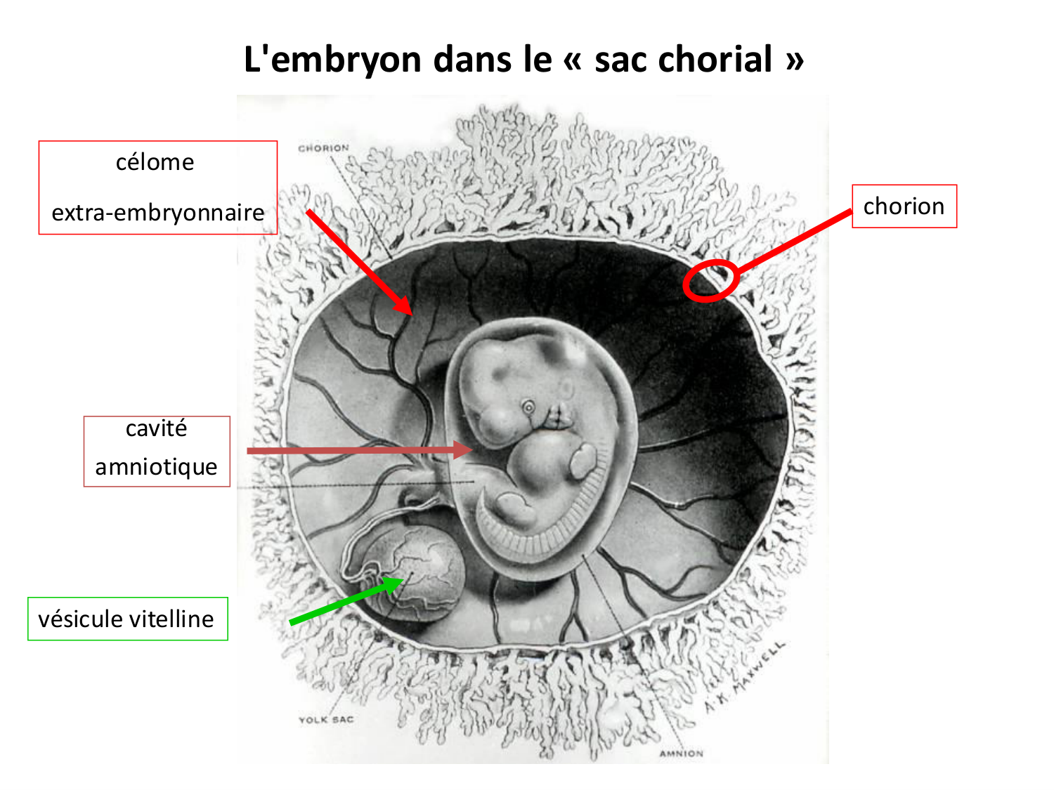 Développement — semaine 4 et 2e mois page 52