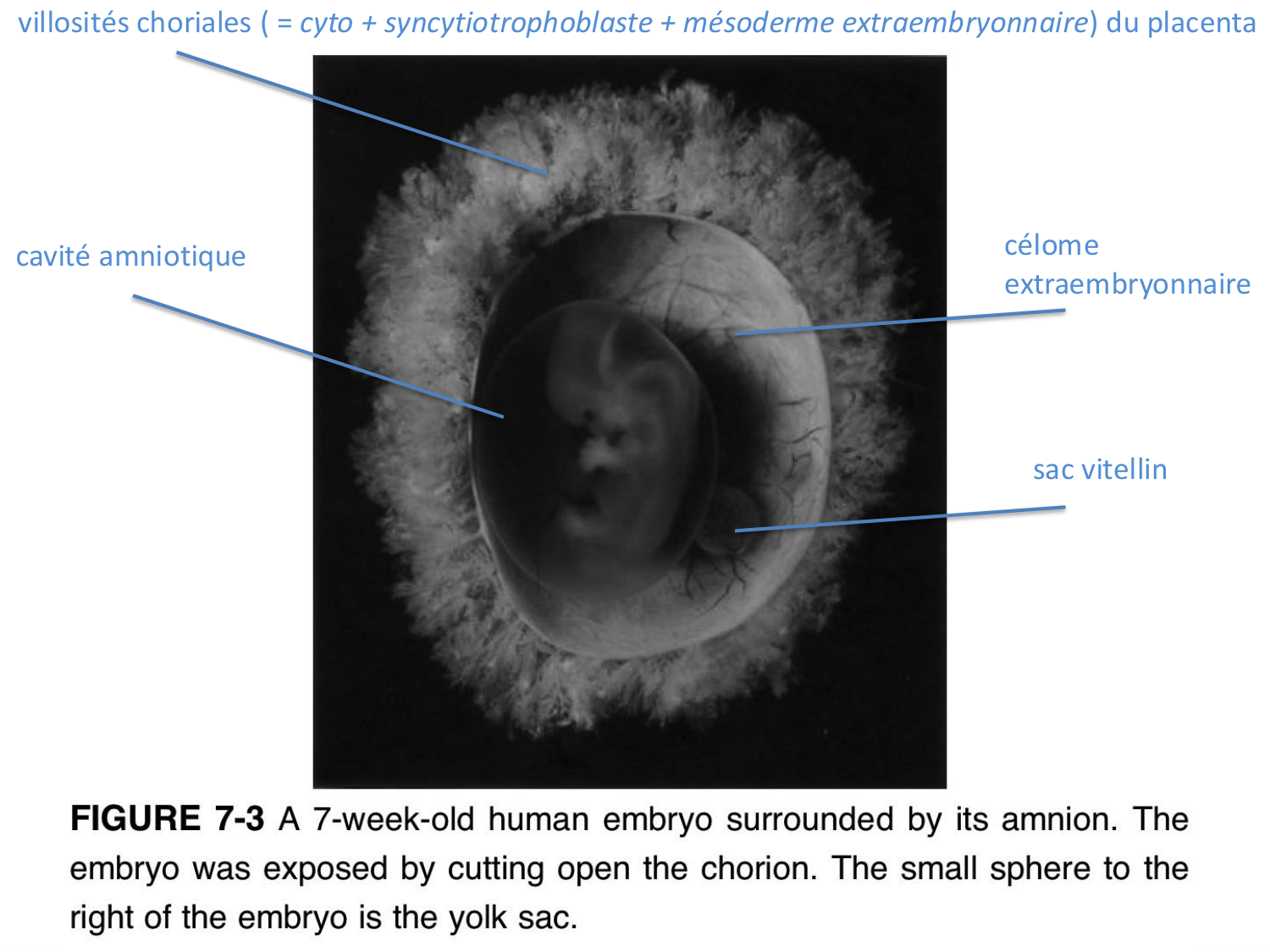 Développement — semaine 4 et 2e mois page 53