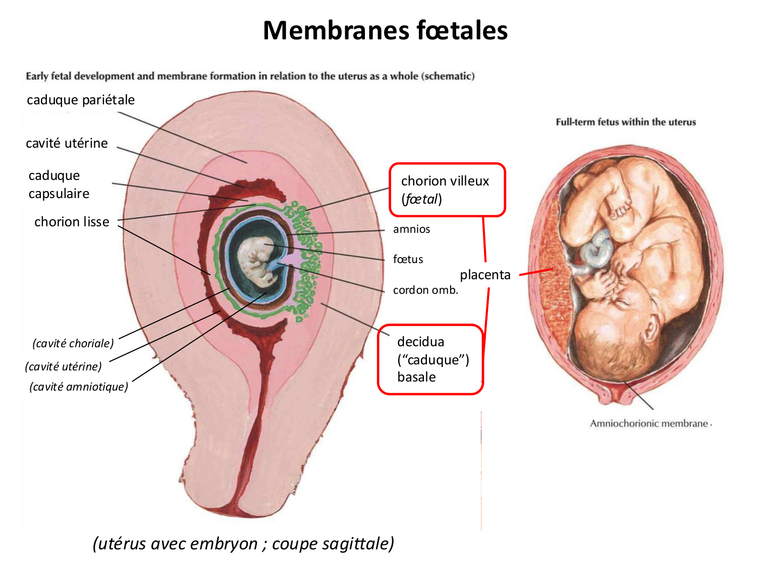 Développement — semaine 4 et 2e mois page 54