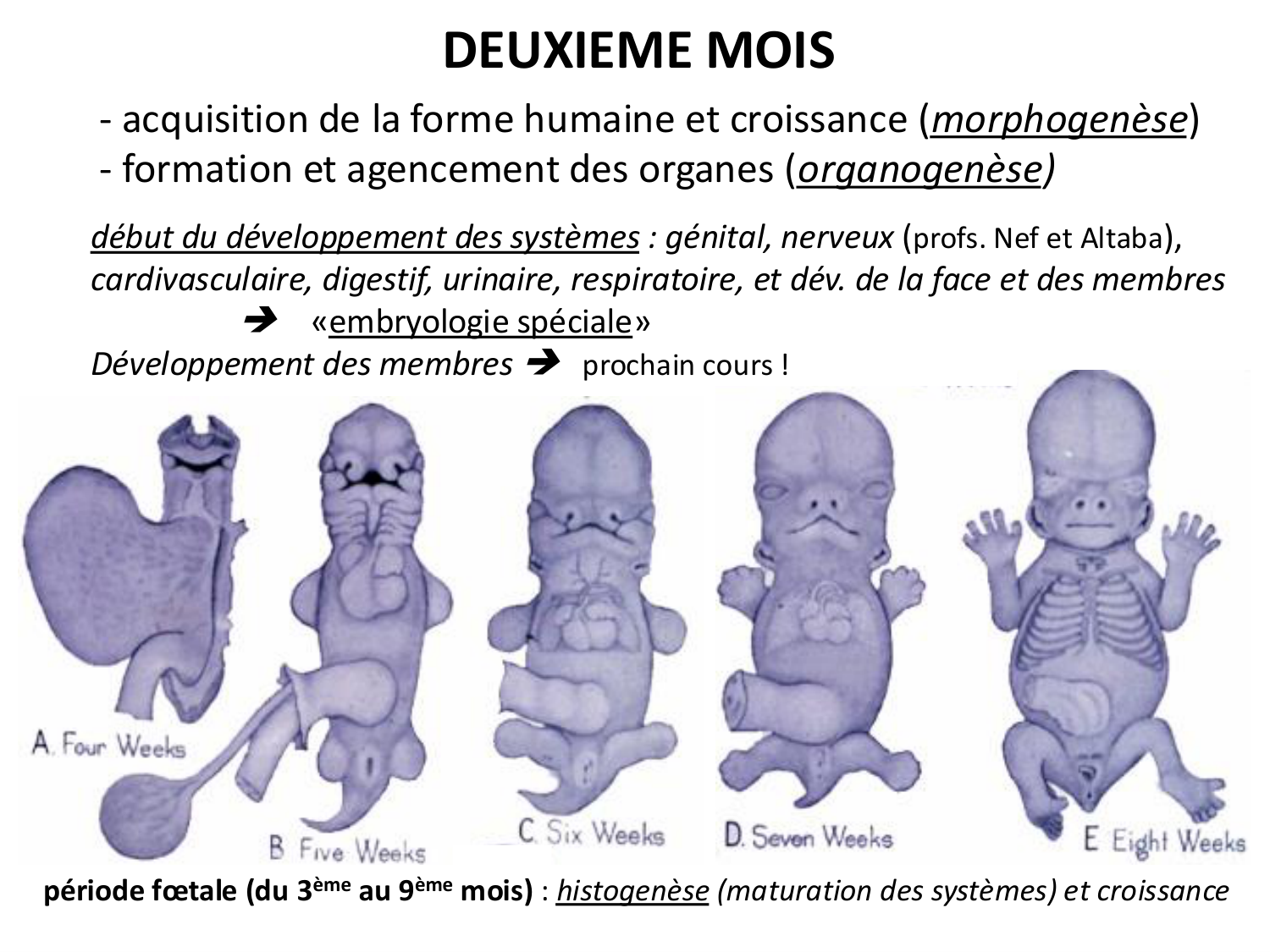 Développement — semaine 4 et 2e mois page 55