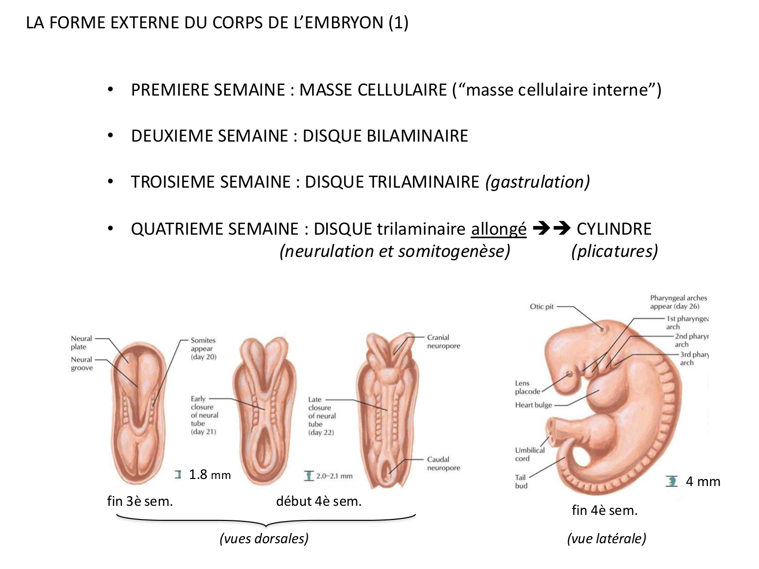 Développement — semaine 4 et 2e mois page 56