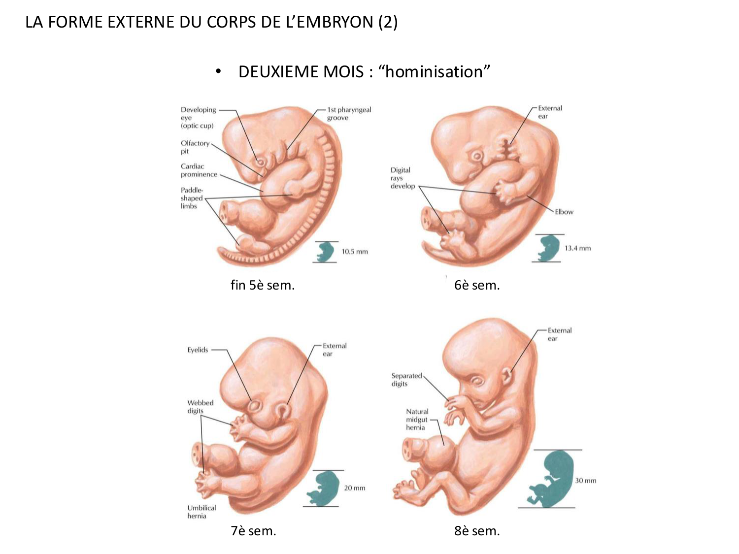Développement — semaine 4 et 2e mois page 57