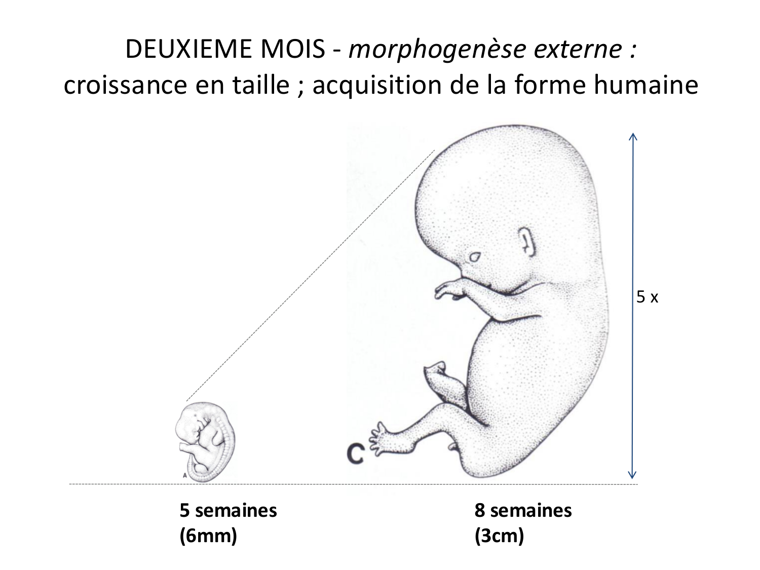 Développement — semaine 4 et 2e mois page 58