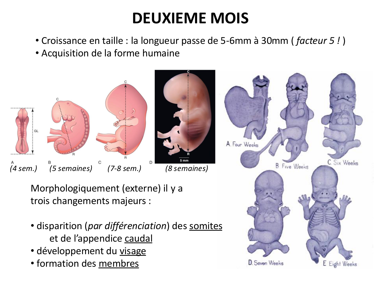 Développement — semaine 4 et 2e mois page 59