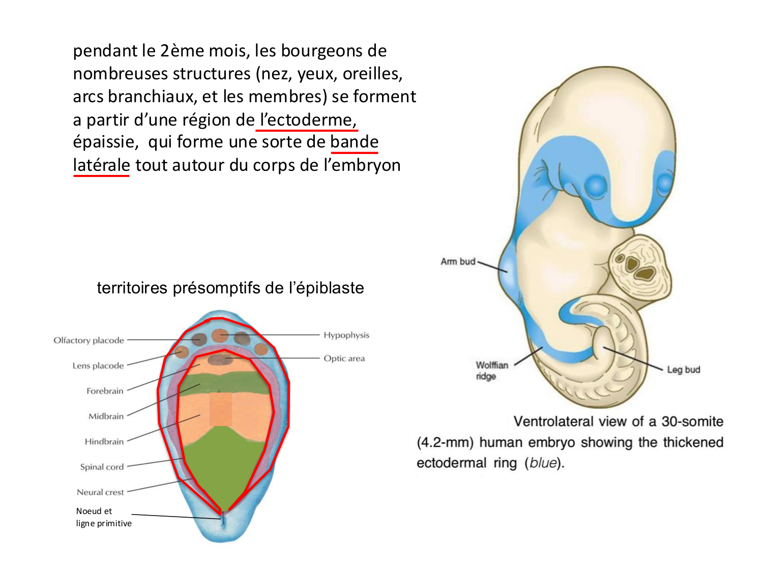 Développement — semaine 4 et 2e mois page 60