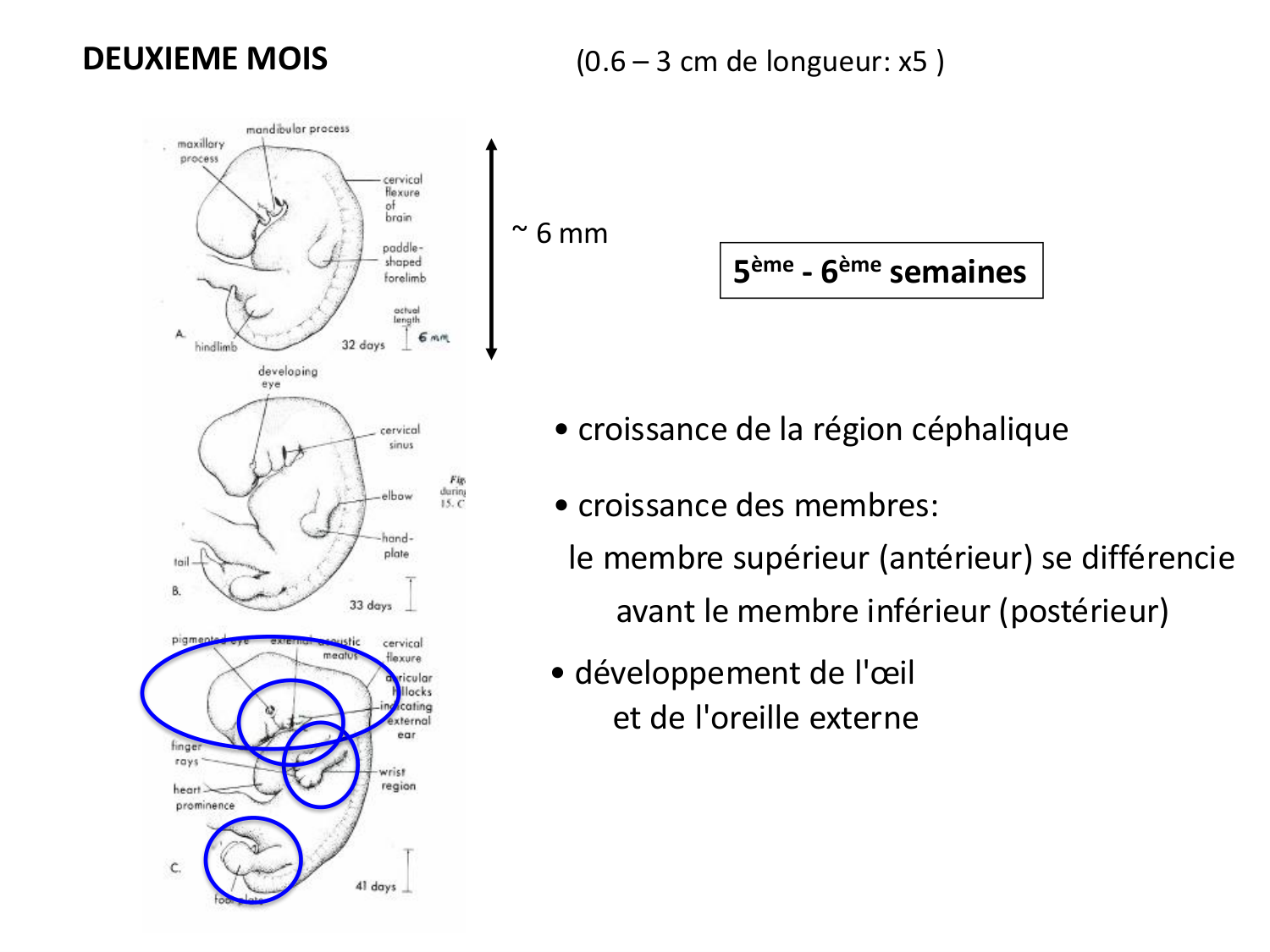 Développement — semaine 4 et 2e mois page 61