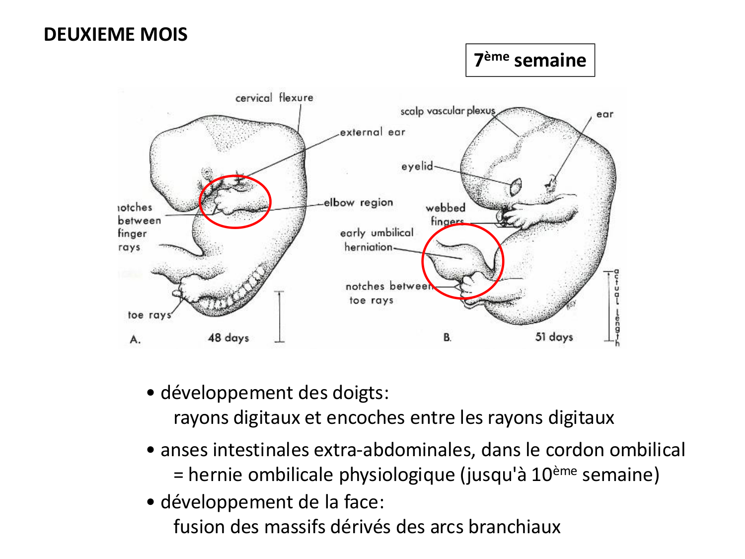 Développement — semaine 4 et 2e mois page 62