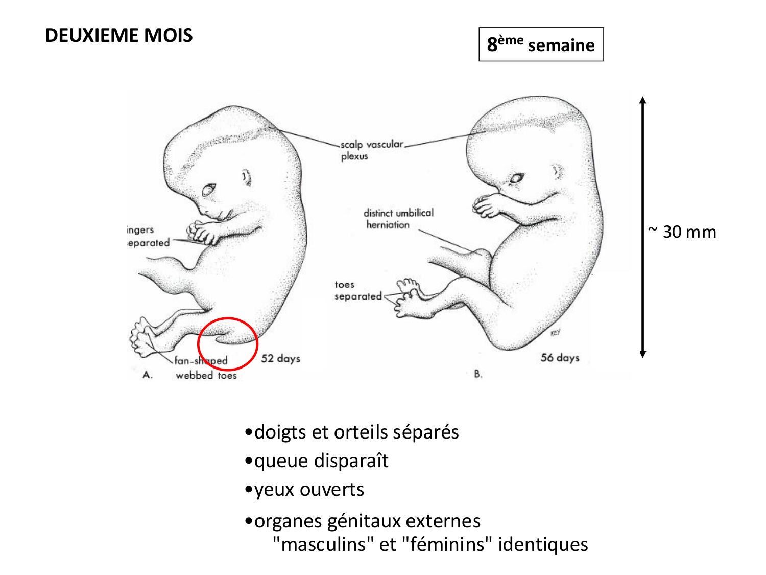 Développement — semaine 4 et 2e mois page 63
