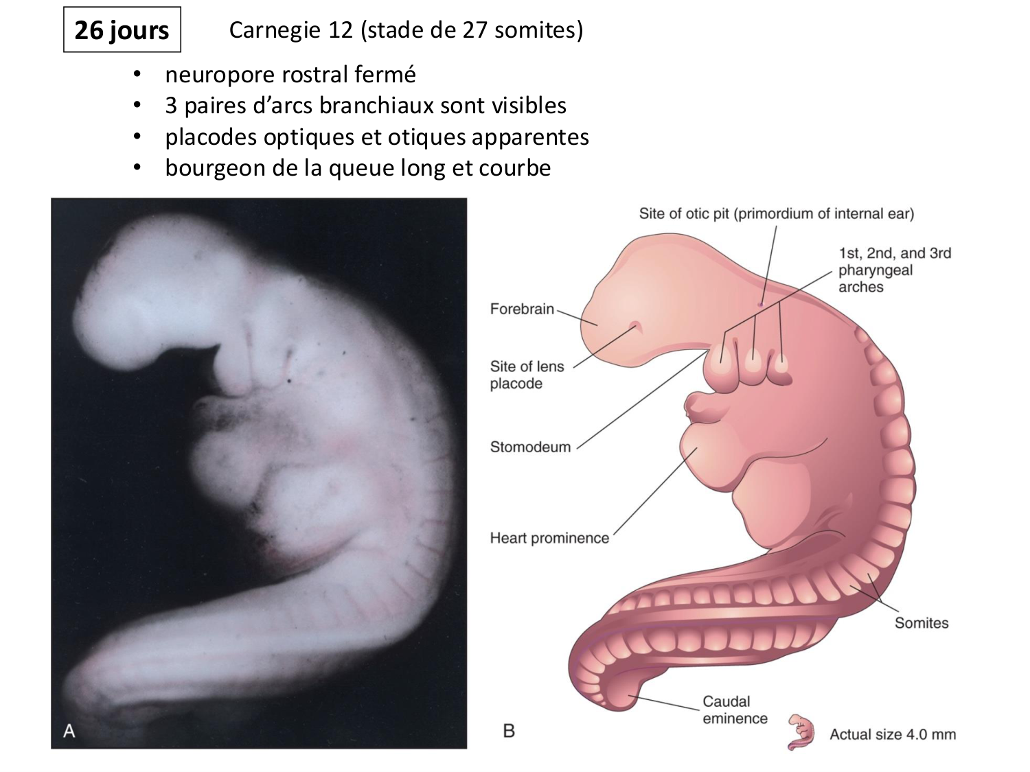 Développement — semaine 4 et 2e mois page 64