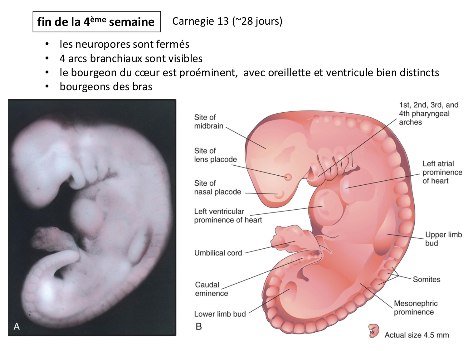Développement — semaine 4 et 2e mois page 65