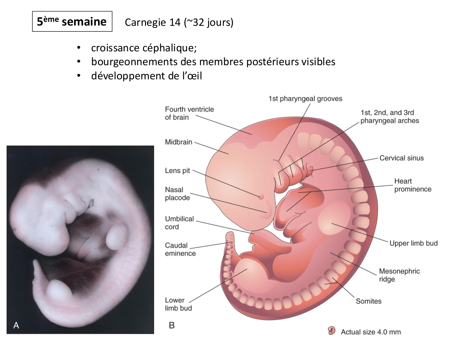 Développement — semaine 4 et 2e mois page 66