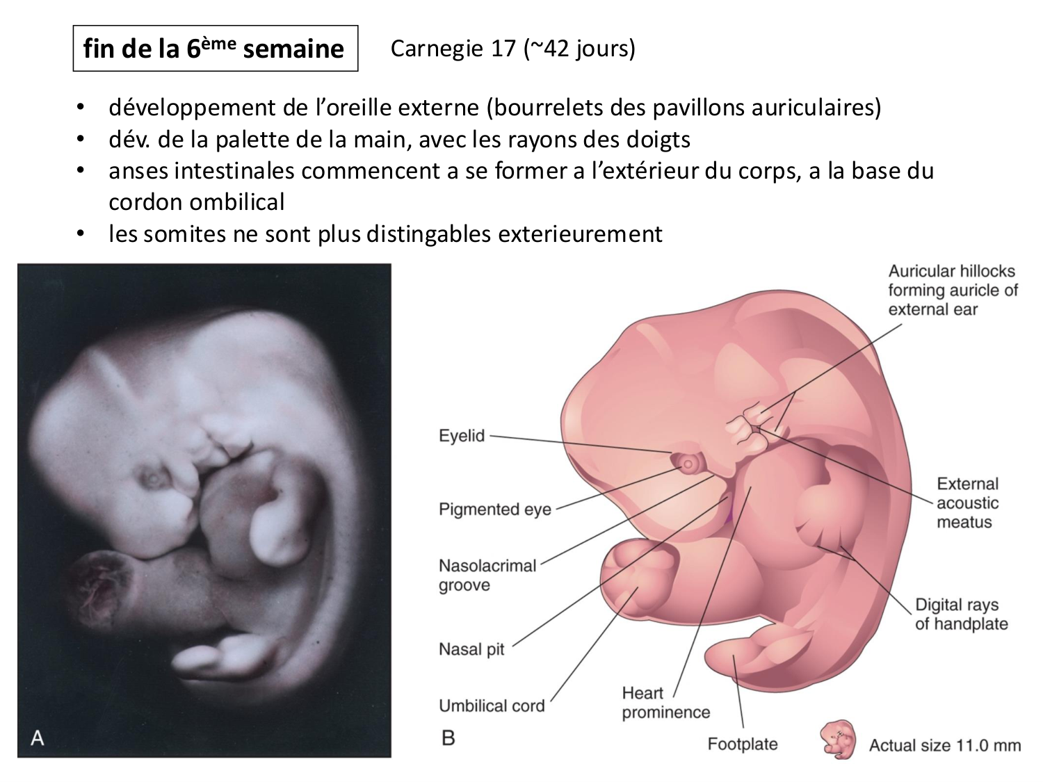 Développement — semaine 4 et 2e mois page 67