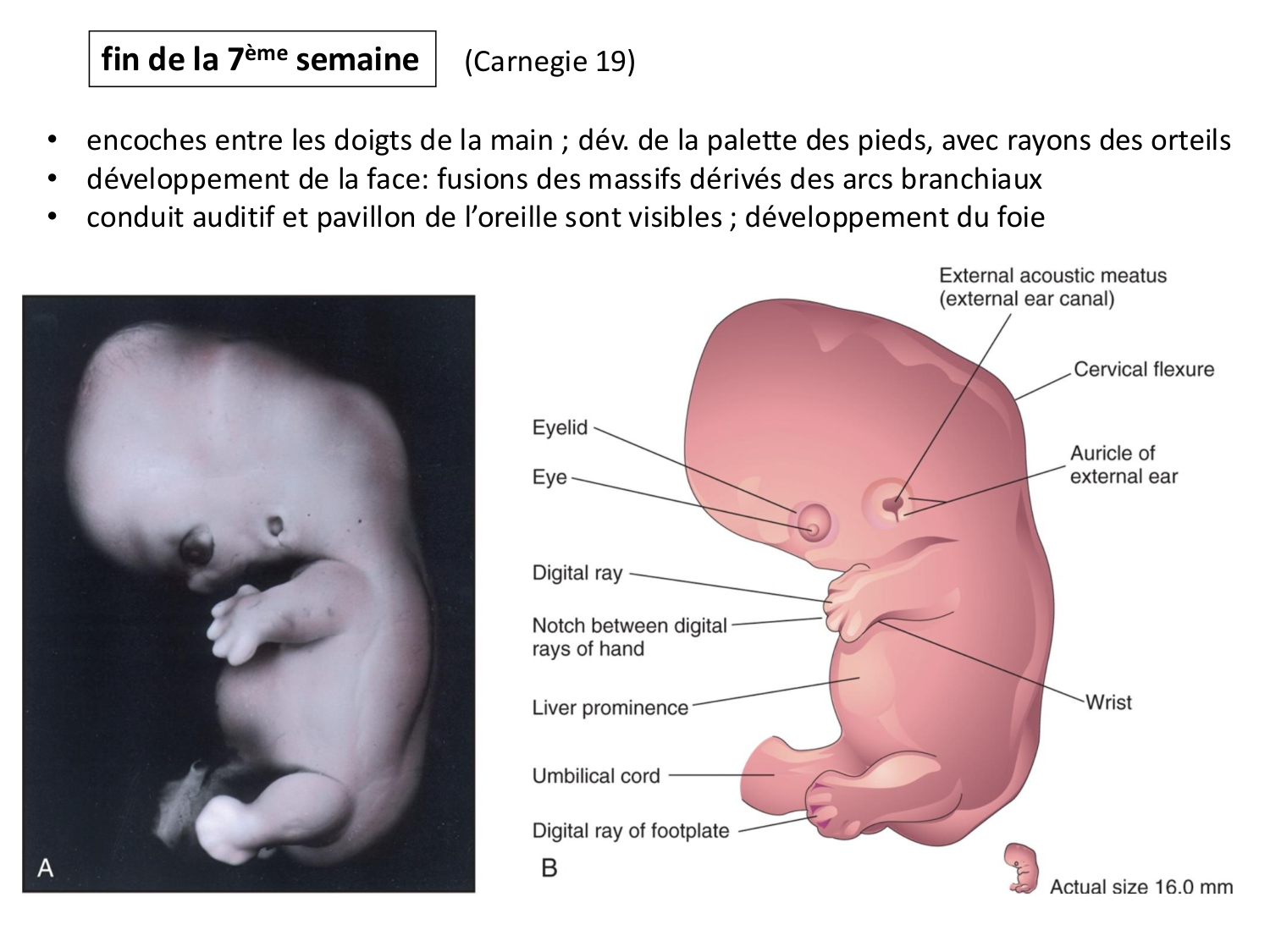 Développement — semaine 4 et 2e mois page 68