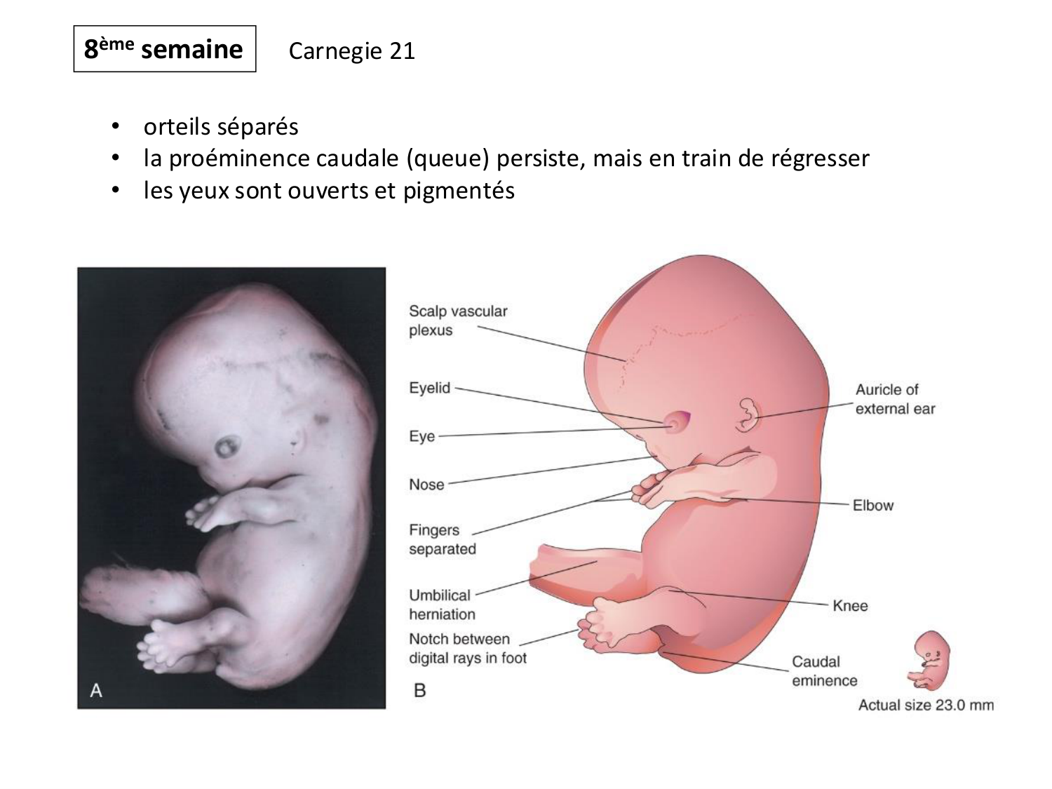 Développement — semaine 4 et 2e mois page 69