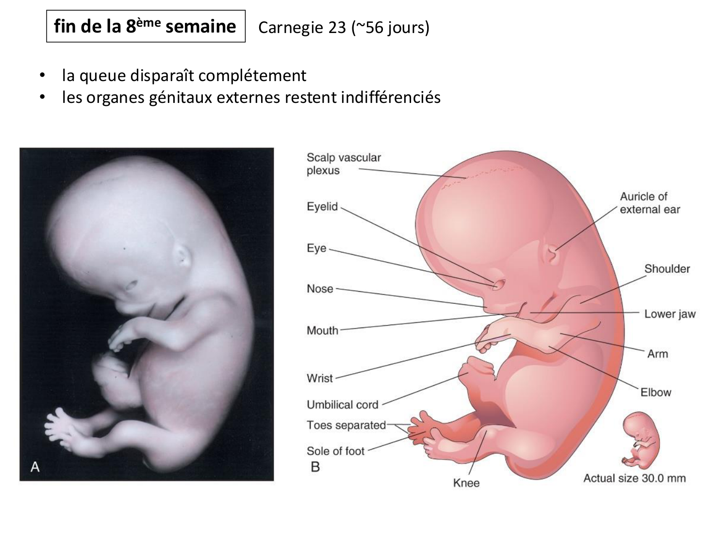 Développement — semaine 4 et 2e mois page 70