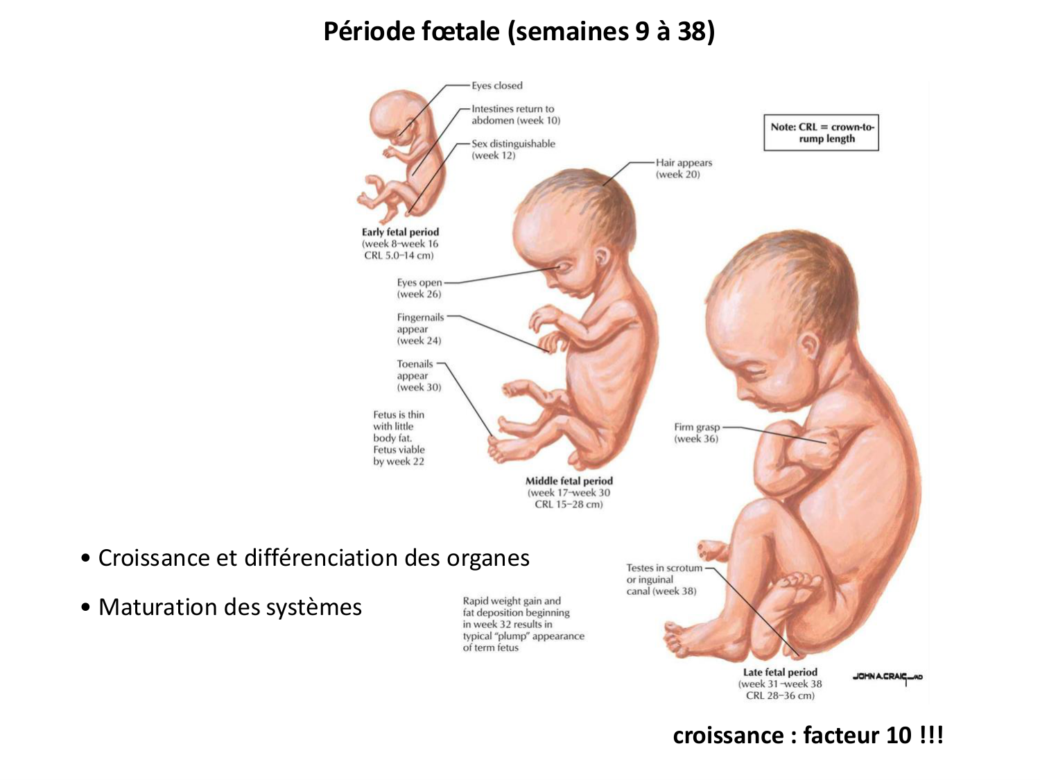 Développement — semaine 4 et 2e mois page 72