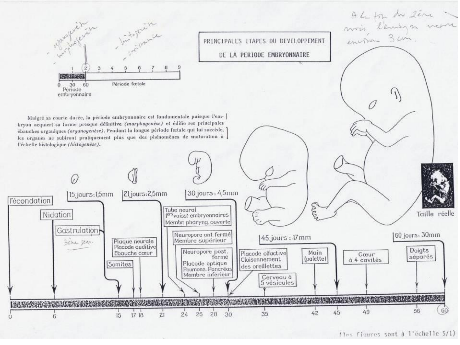 Développement — semaine 4 et 2e mois page 79