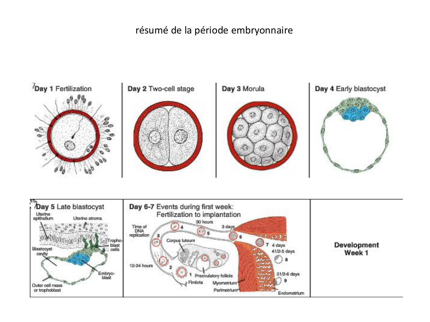 Développement — semaine 4 et 2e mois page 80