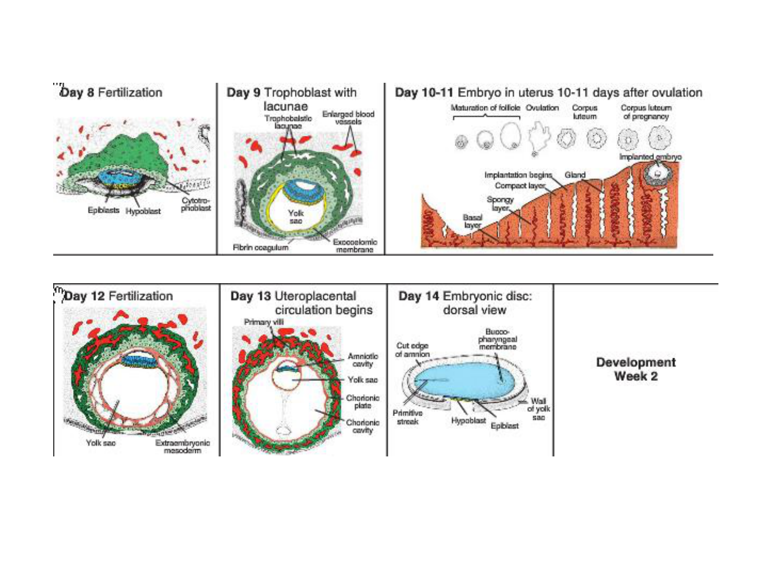 Développement — semaine 4 et 2e mois page 81