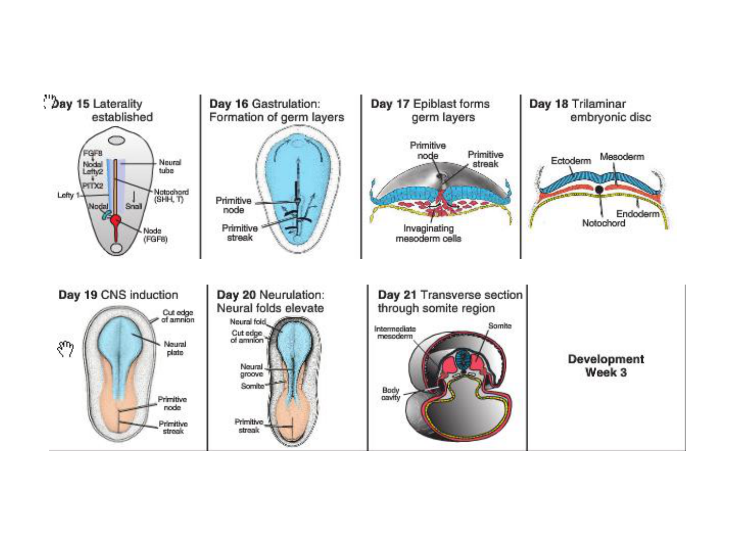 Développement — semaine 4 et 2e mois page 82