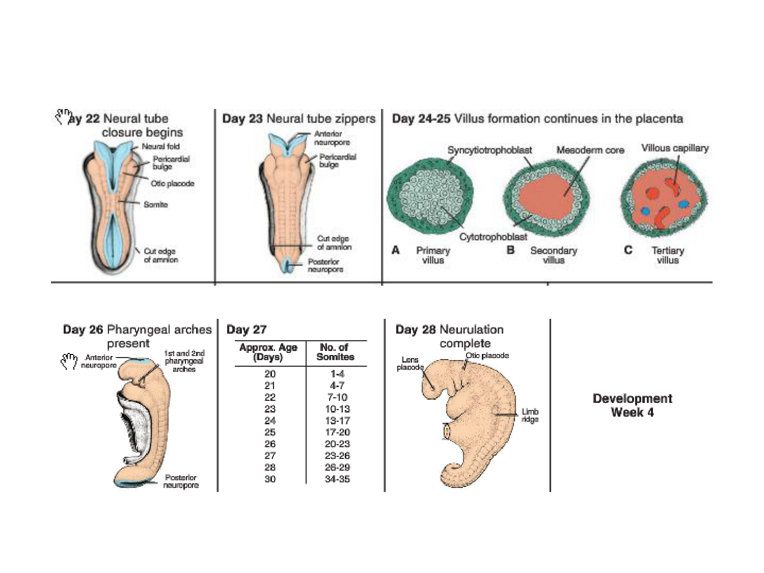 Développement — semaine 4 et 2e mois page 83