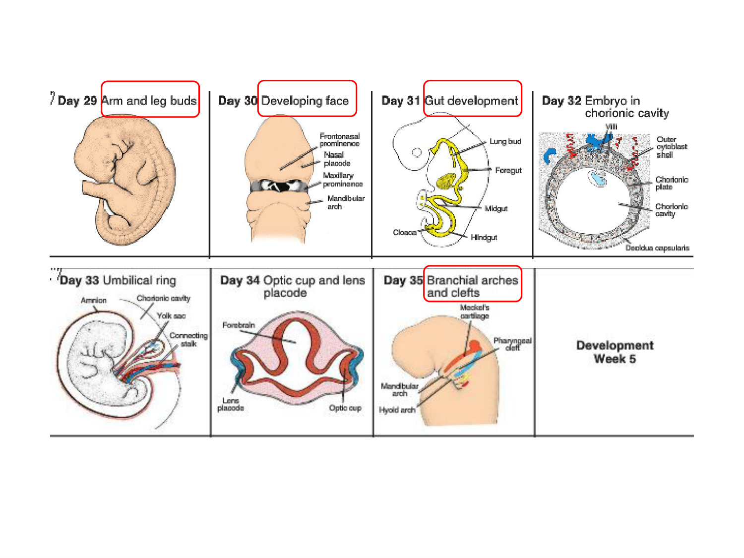 Développement — semaine 4 et 2e mois page 84