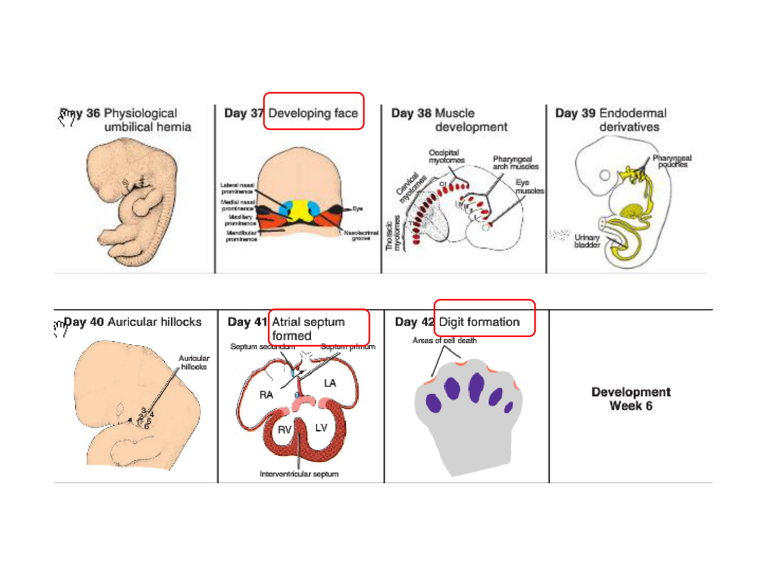 Développement — semaine 4 et 2e mois page 85