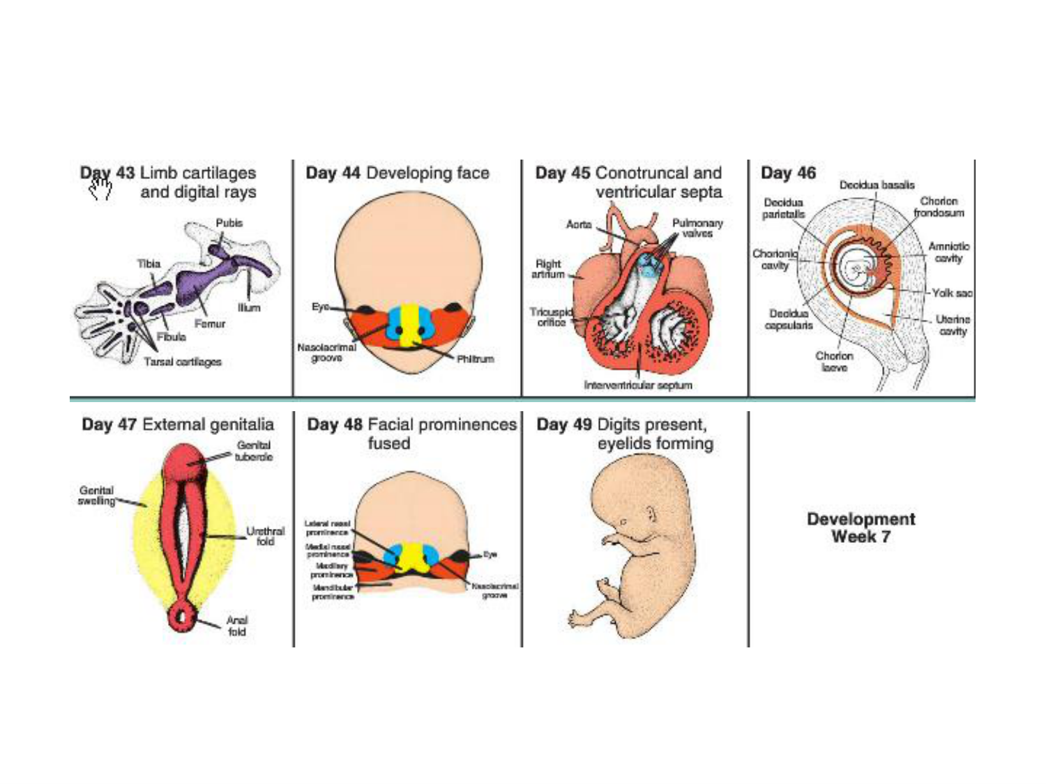 Développement — semaine 4 et 2e mois page 86