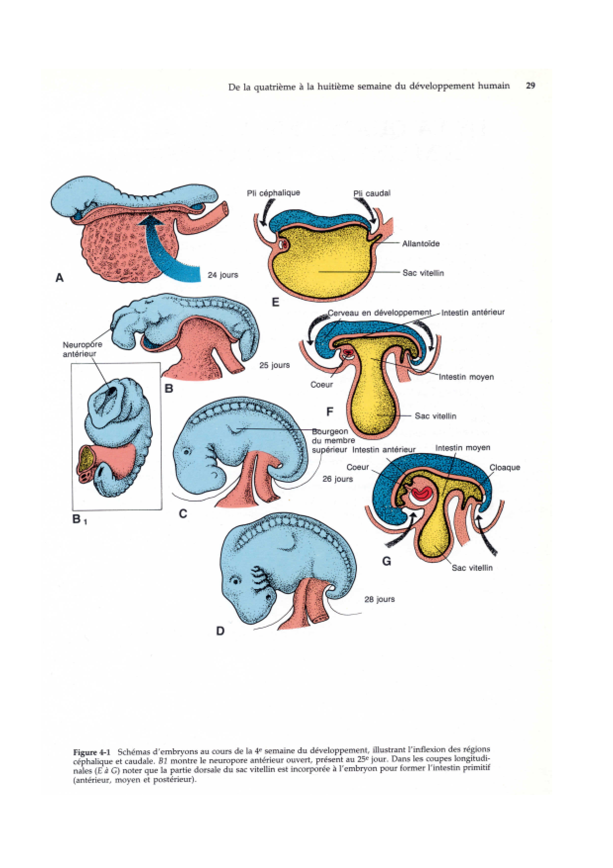 Semaine 4 a 8 page 2