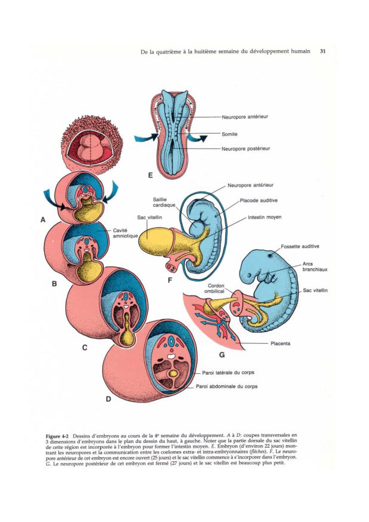 Semaine 4 a 8 page 4