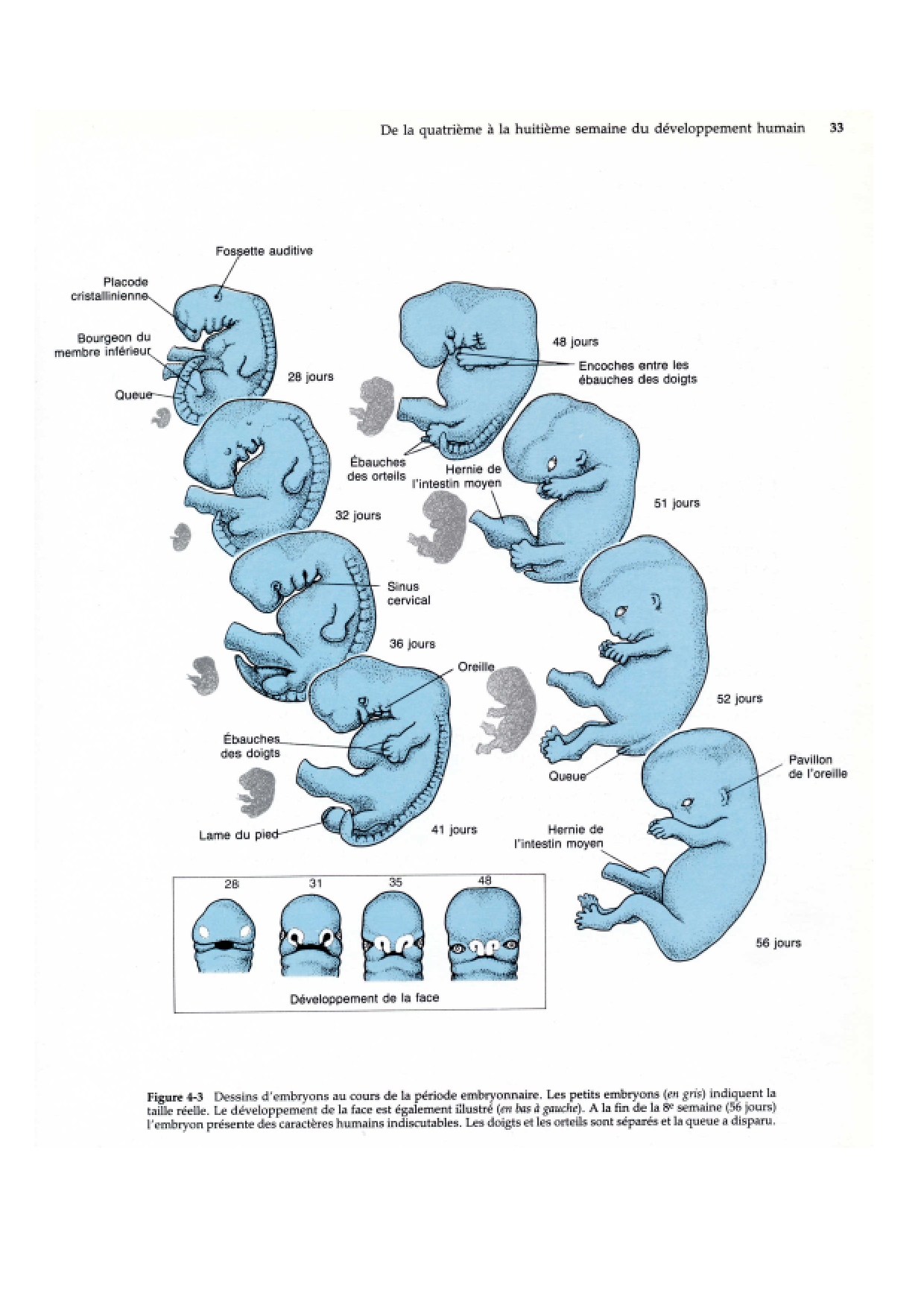 Semaine 4 a 8 page 6
