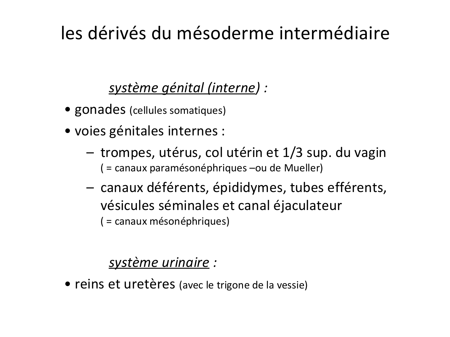 Développement du système urinaire page 3