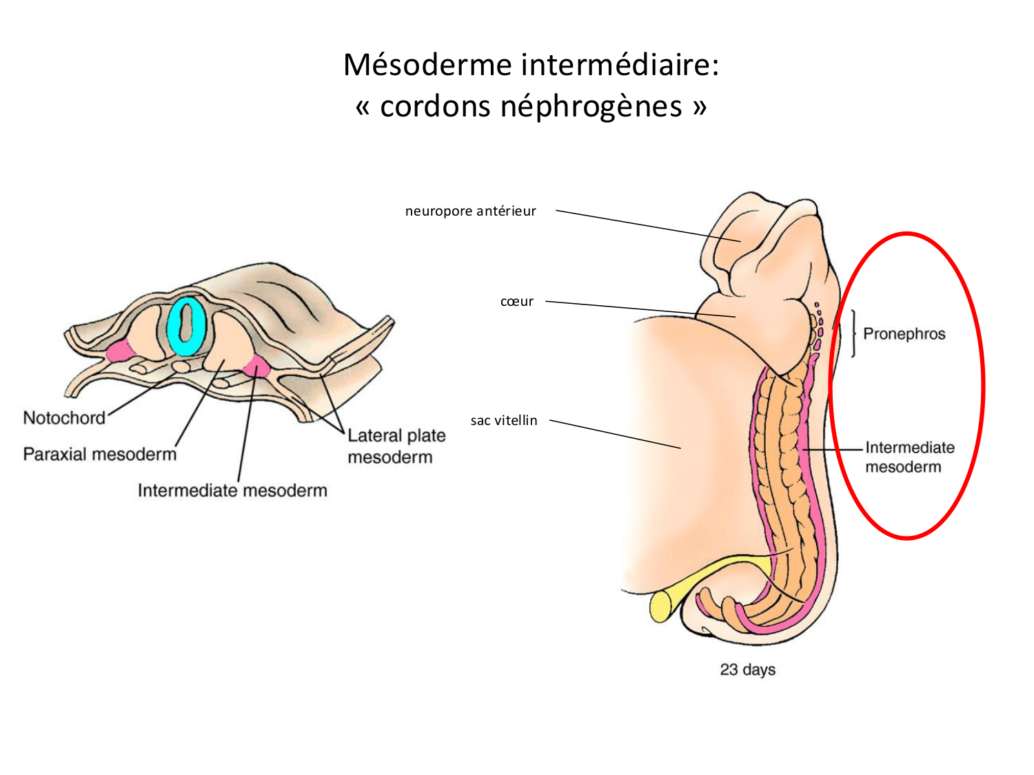 Développement du système urinaire page 4
