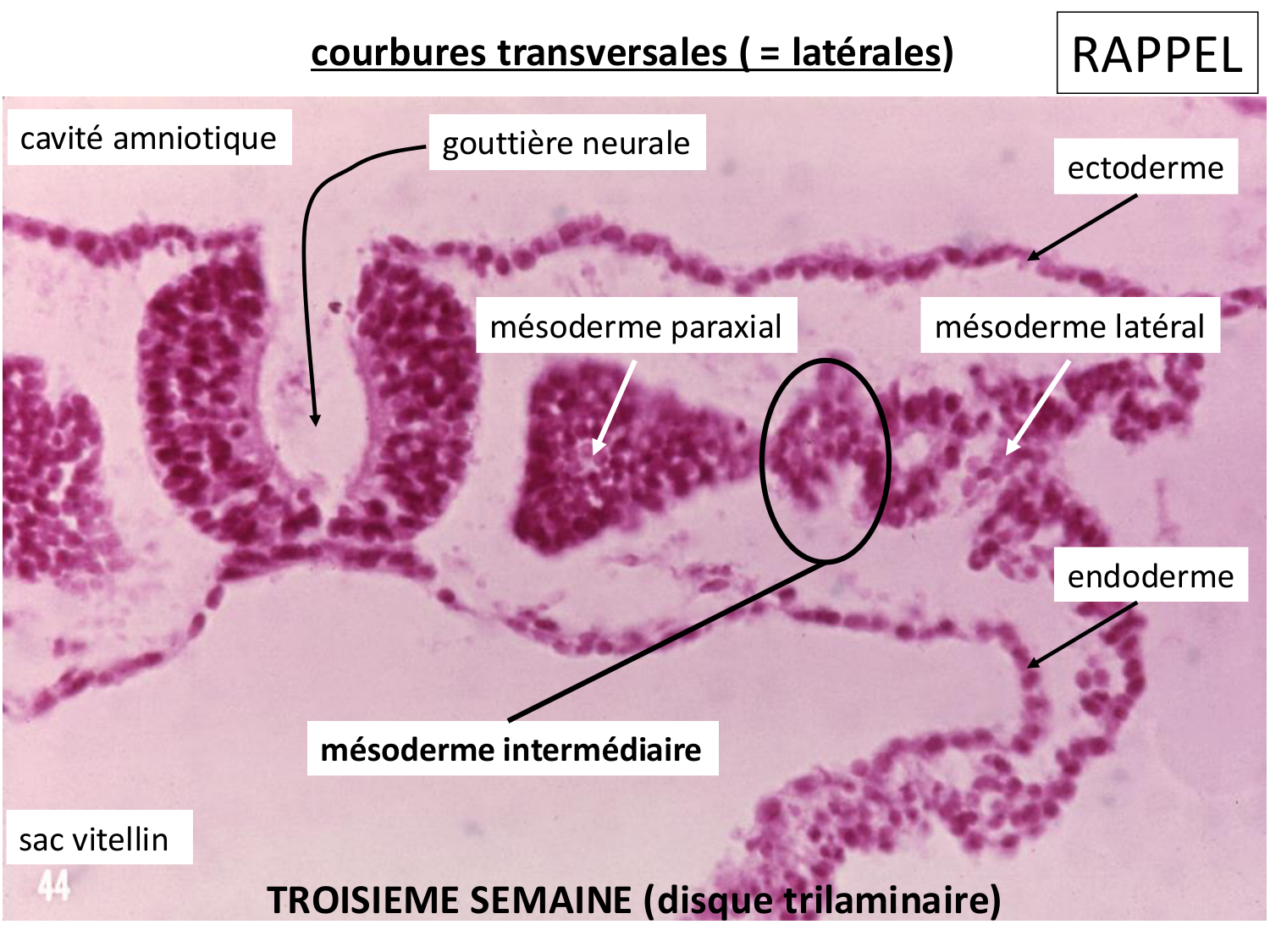 Développement du système urinaire page 5