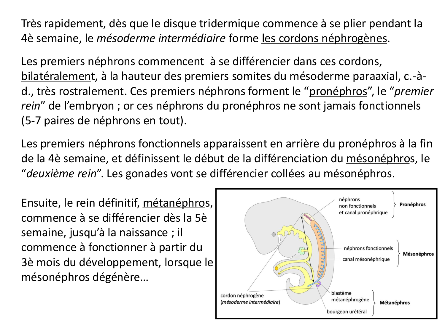 Développement du système urinaire page 7