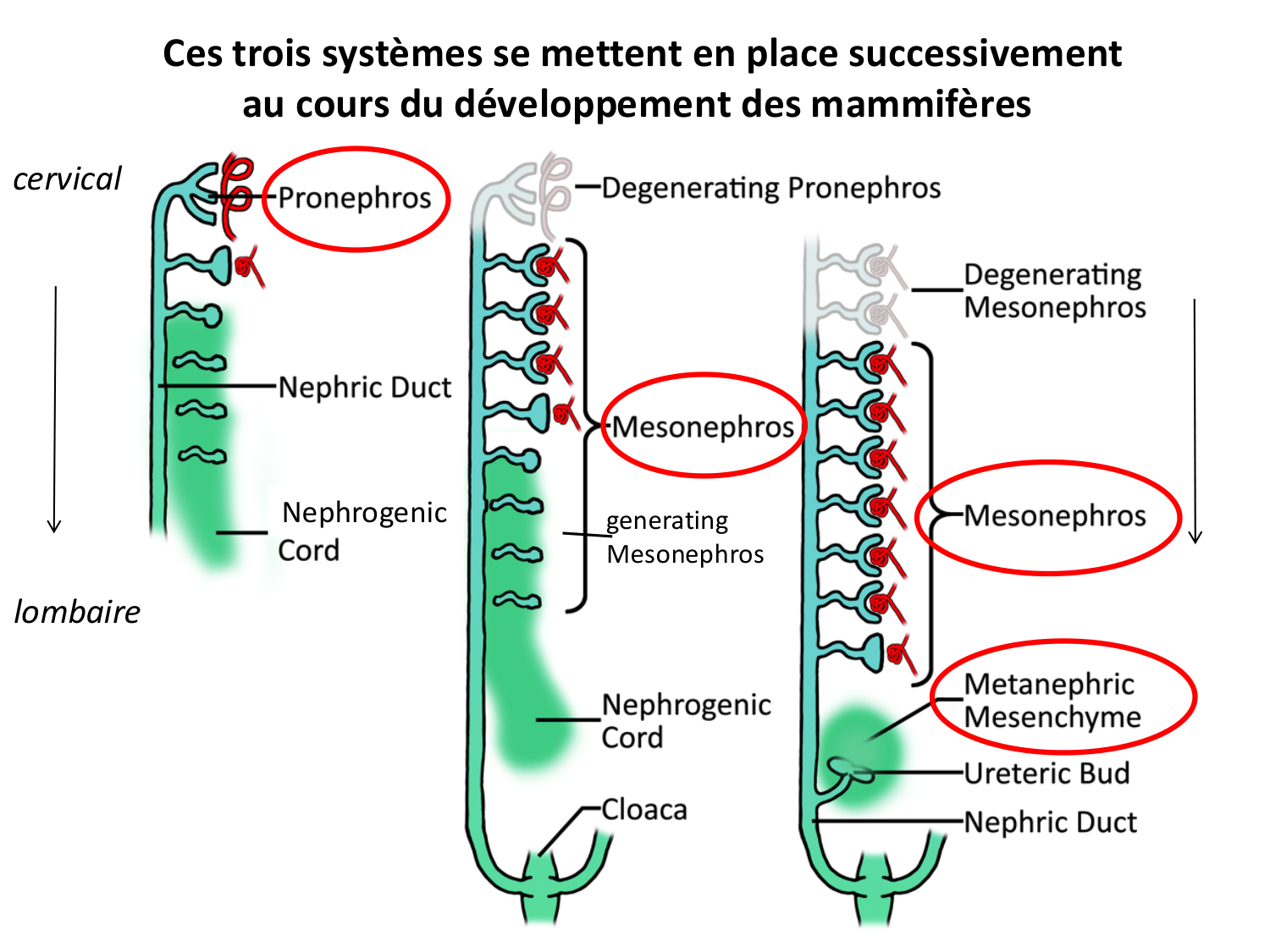 Développement du système urinaire page 8