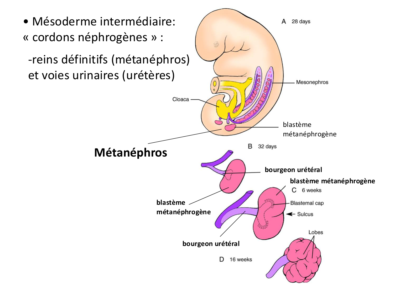 Développement du système urinaire page 14