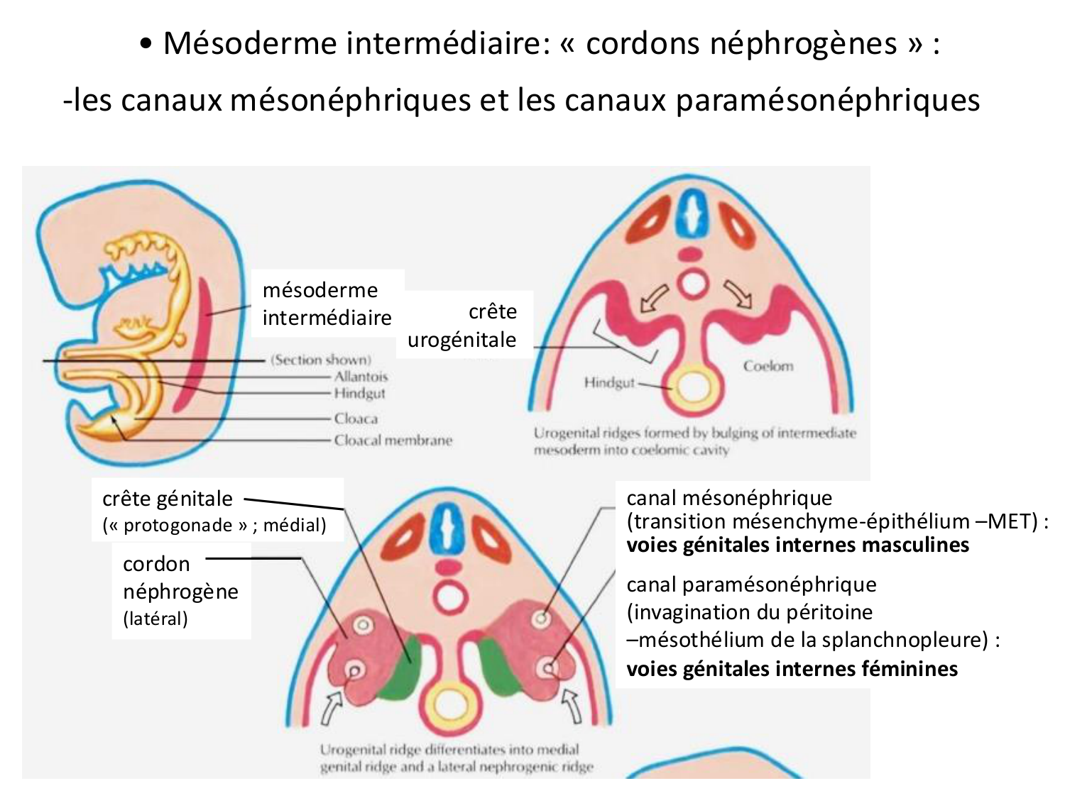 Développement du système urinaire page 16