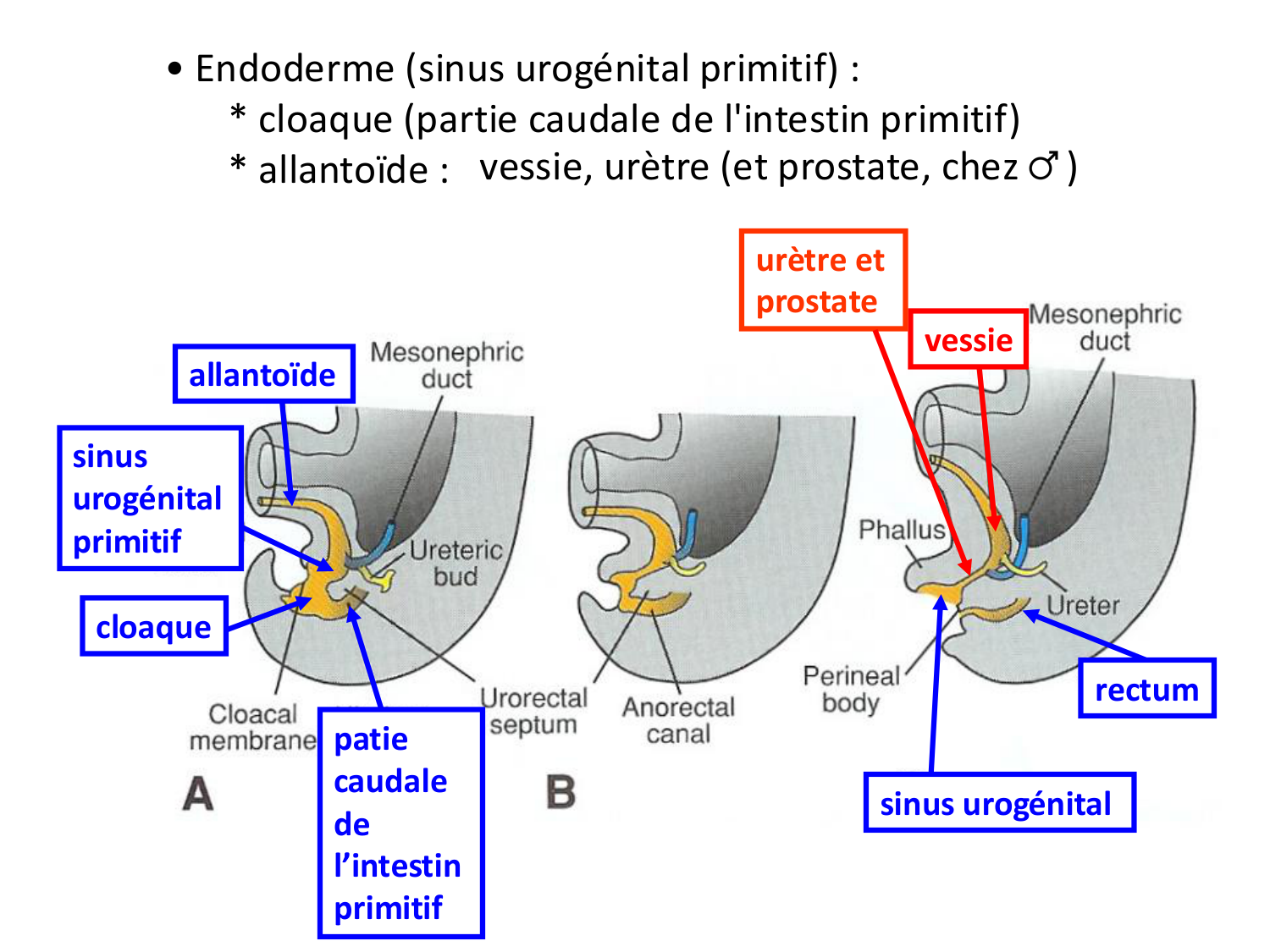 Développement du système urinaire page 18