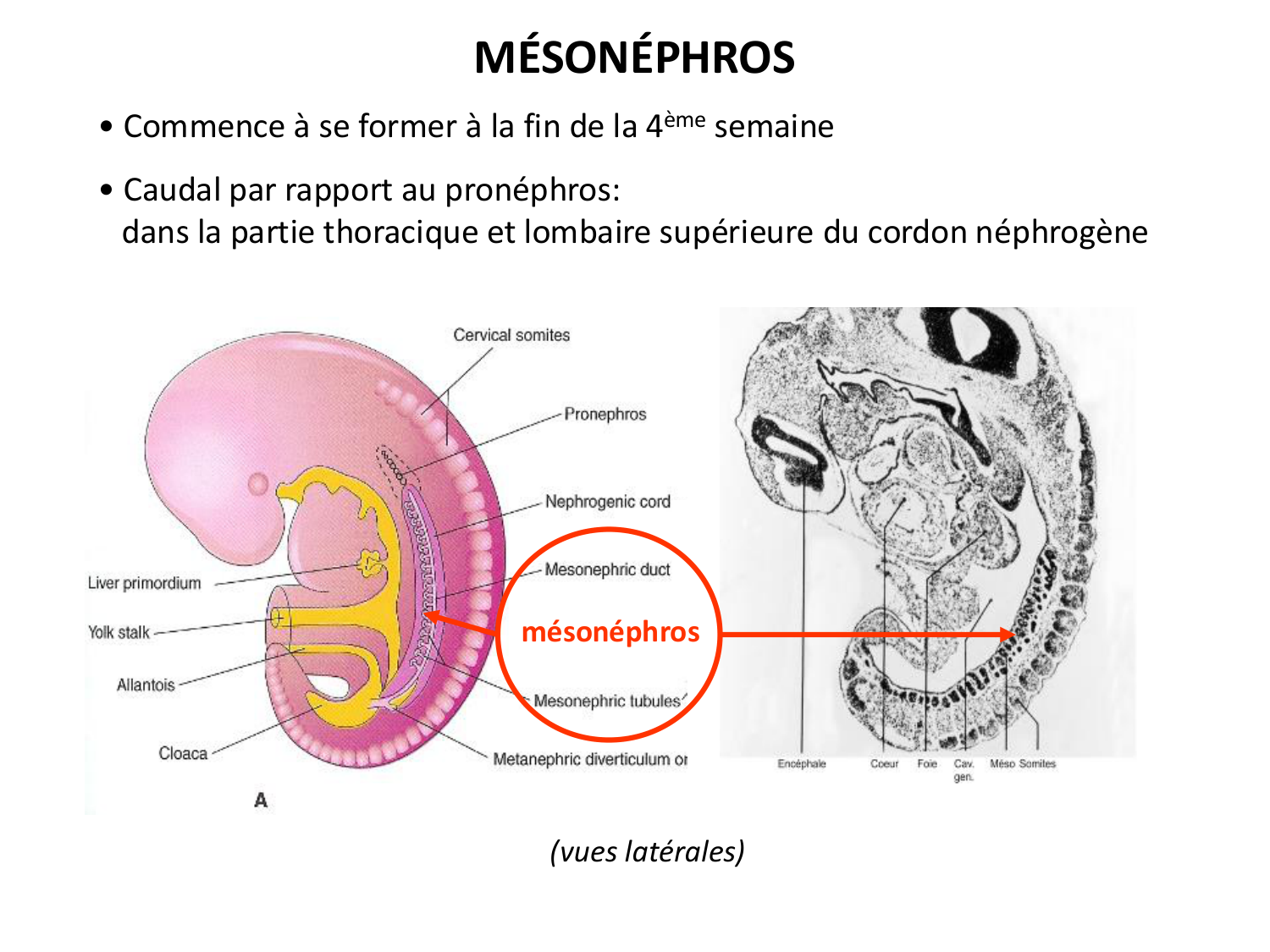 Développement du système urinaire page 22
