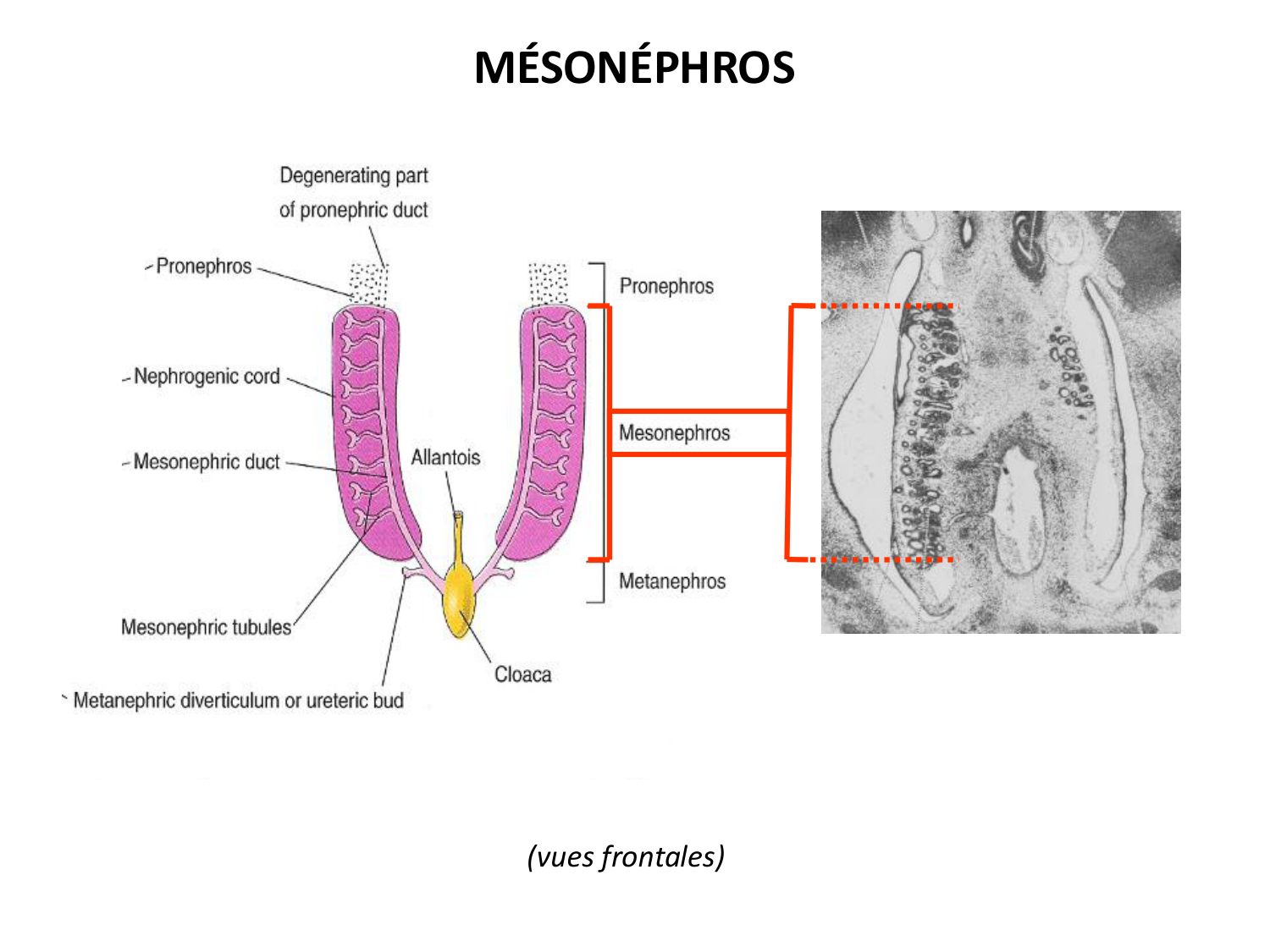 Développement du système urinaire page 23