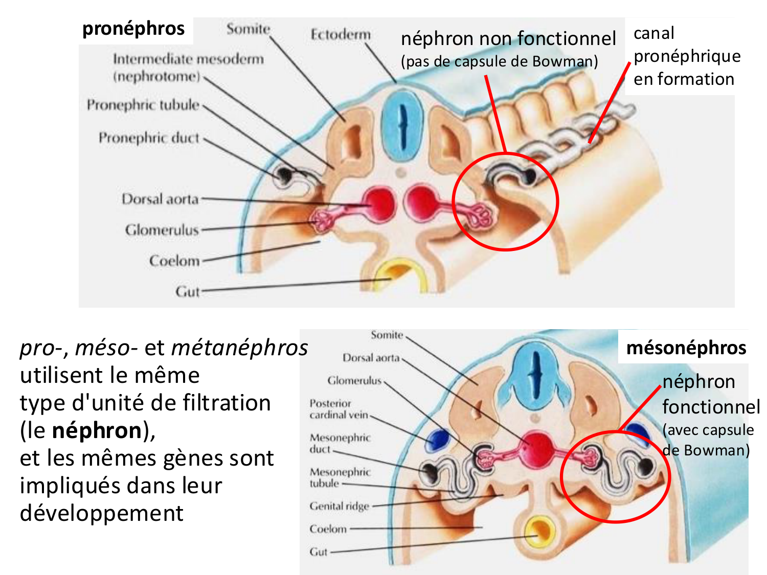Développement du système urinaire page 24