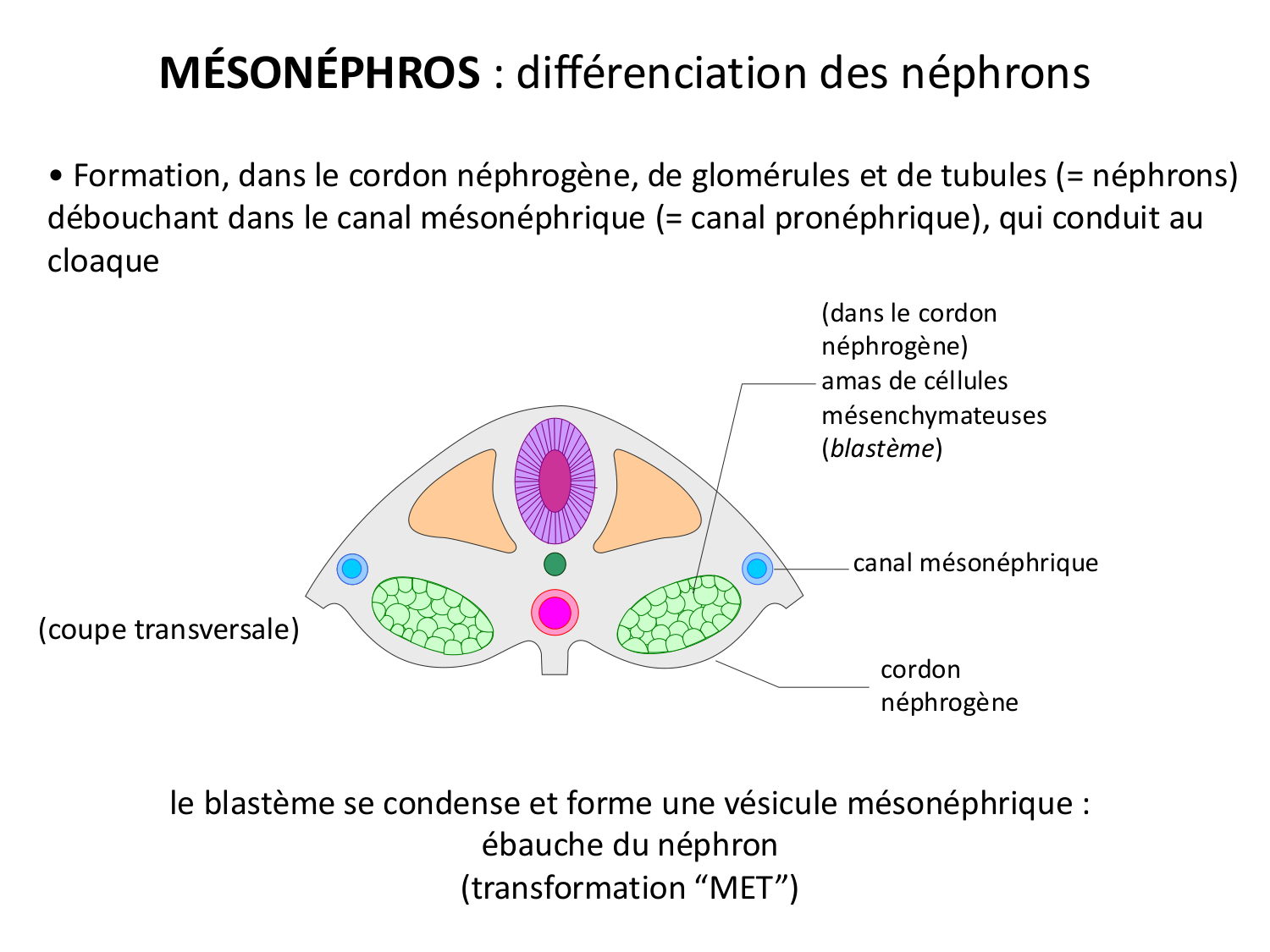 Développement du système urinaire page 26
