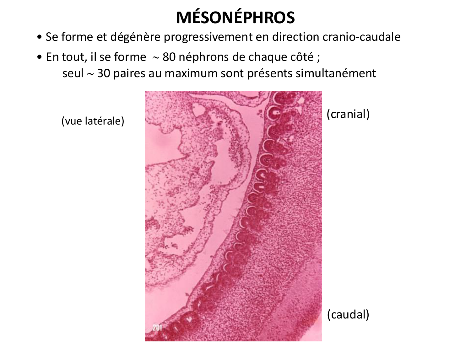 Développement du système urinaire page 28