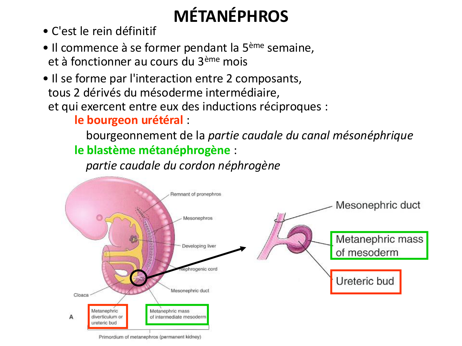 Développement du système urinaire page 30