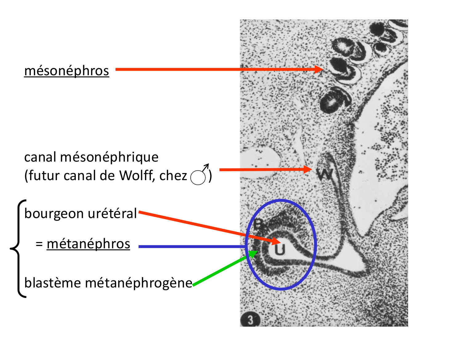 Développement du système urinaire page 31