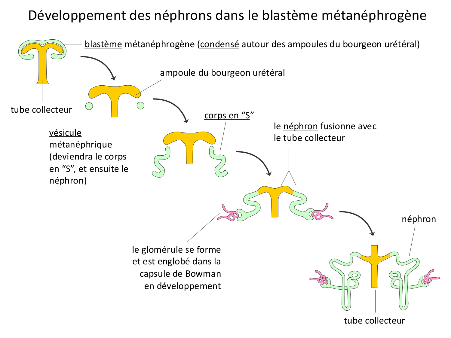 Développement du système urinaire page 39